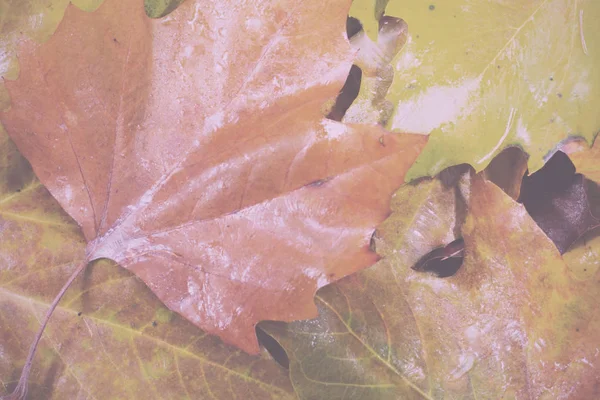 Gefrorene Herbstblätter mit Eis darauf. — Stockfoto