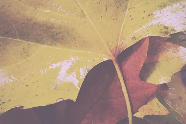 Feuilles d'automne congelées avec de la glace sur eux Filtre rétro vintage . — Photo