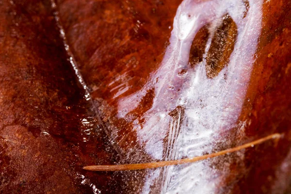 Frozen autumn leaves with ice on them — Stock Photo, Image