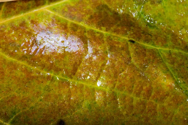 Frozen autumn leaves with ice on them — Stock Photo, Image