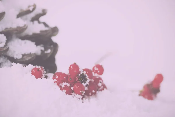 Tannenzapfen und rote Beeren im weißen Schnee Vintage Retro-Filter. — Stockfoto