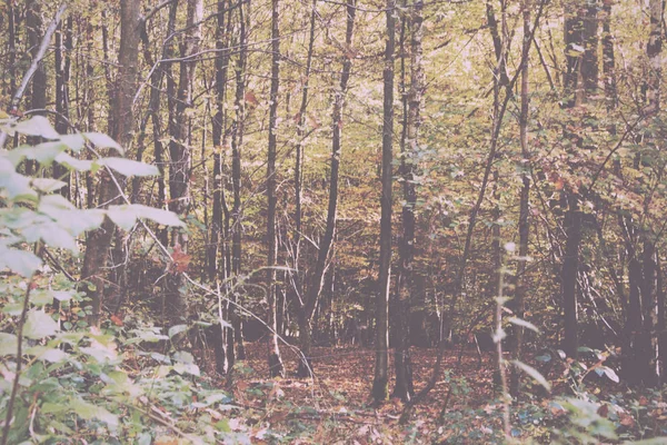 Scène bois aux feuilles d'automne jaunes et marron Vintage Retro — Photo