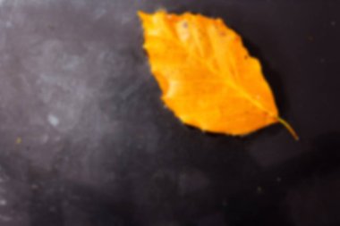 Parlak renkli sonbahar yaprak yak²n suda yüzen.