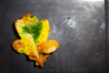 Parlak renkli sonbahar yaprak yak²n suda yüzen.