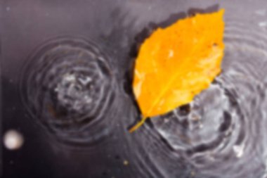 Parlak renkli sonbahar yaprak yak²n suda yüzen.