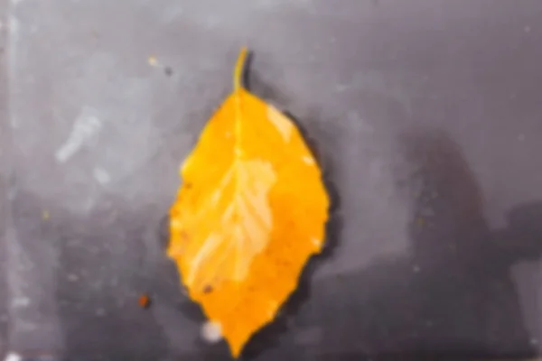 Bright colourful autumn leaf floating in water Out of focus. — Stock Photo, Image