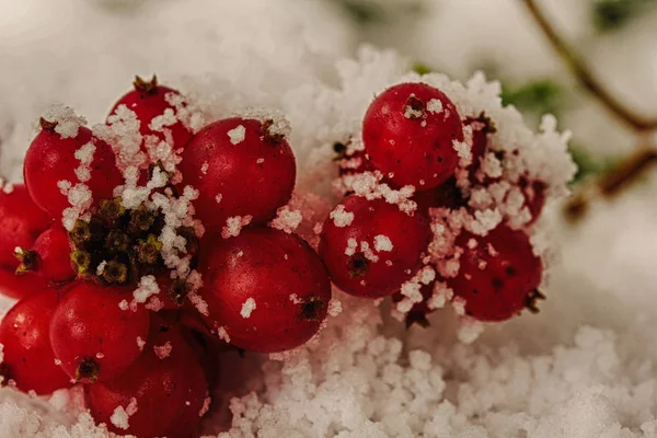 Bagas vermelhas brilhantes cobertas de neve branca Filtro HDR . — Fotografia de Stock