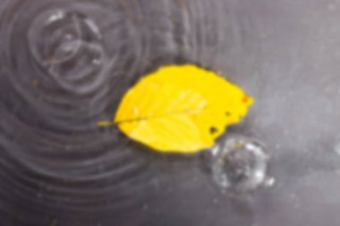 Parlak renkli sonbahar yaprak yak²n suda yüzen.