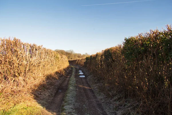 Percorso di campagna fangoso con siepi su entrambi i lati — Foto Stock