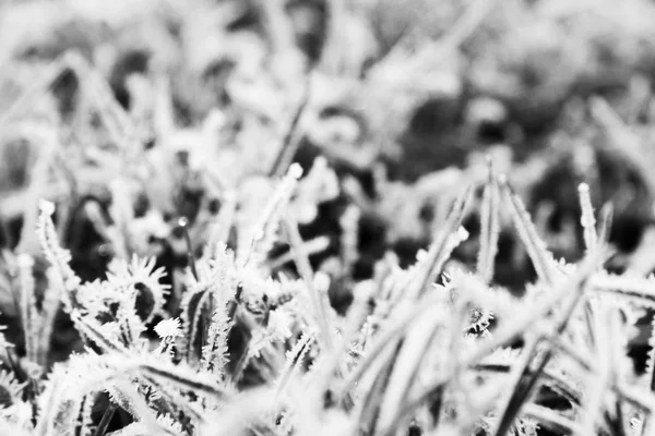 Close up van gras bedekt met vorst — Stockfoto