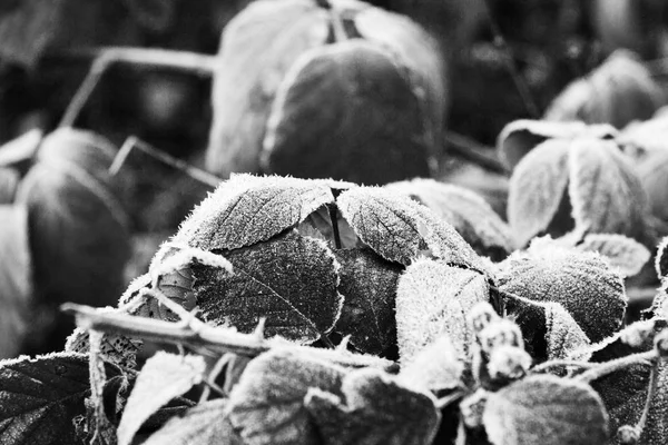 Frost ile kaplı yapraklar, yakın çekim — Stok fotoğraf