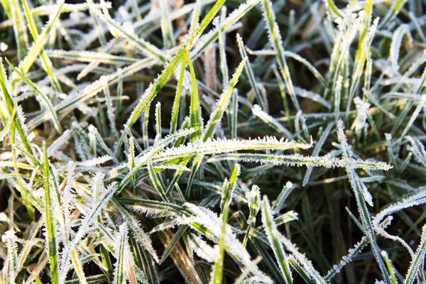 Primo piano di erba ricoperta di gelo — Foto Stock