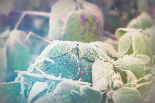 Frost ile kaplı yapraklar, yakın çekim — Stok fotoğraf