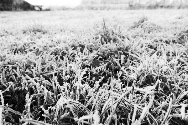 Nahaufnahme von Gras, das mit Frost bedeckt ist — Stockfoto