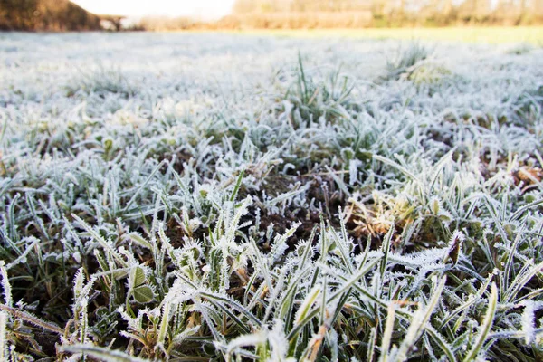 Nahaufnahme von Gras, das mit Frost bedeckt ist — Stockfoto