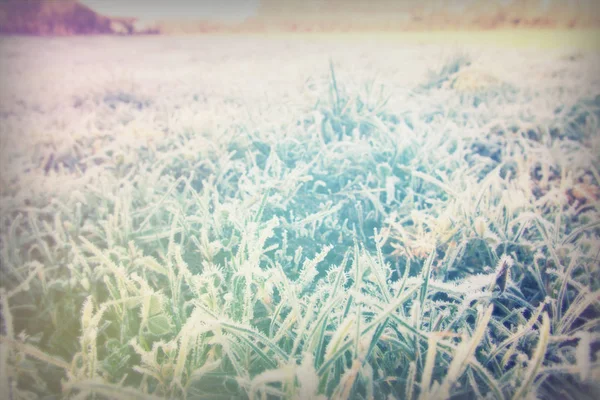 Nahaufnahme von Gras, das mit Frost bedeckt ist — Stockfoto