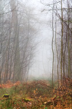 Sisli puslu sabah üzerinde İngilizce woodland