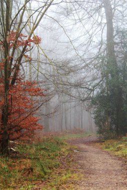 Sisli puslu sabah üzerinde İngilizce woodland