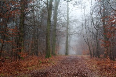 Sisli puslu sabah üzerinde İngilizce woodland
