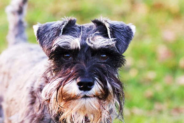 Close up schnauzer dog in the countryside — Stock Photo, Image