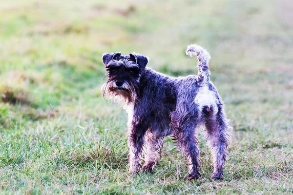 Close-up van de schnauzer hond op het platteland — Stockfoto
