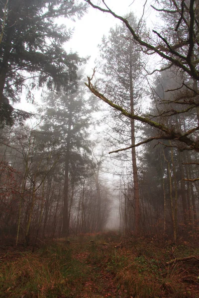 Englischer Wald an einem neblig nebligen Morgen — Stockfoto