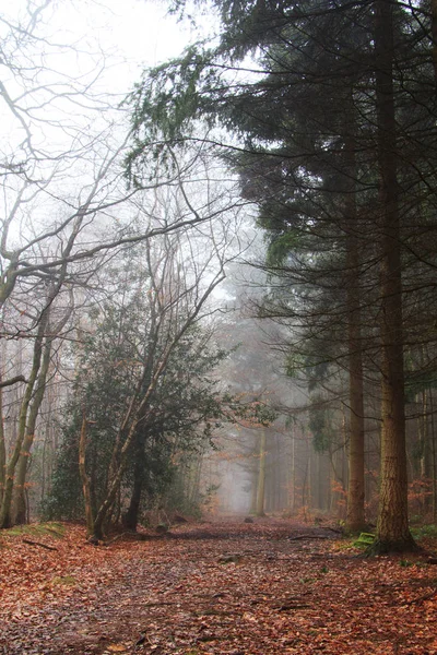 Floresta inglesa em uma manhã enevoada nebulosa — Fotografia de Stock