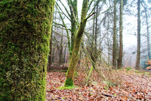 Bosco inglese su una nebbiosa mattina nebbiosa — Foto Stock