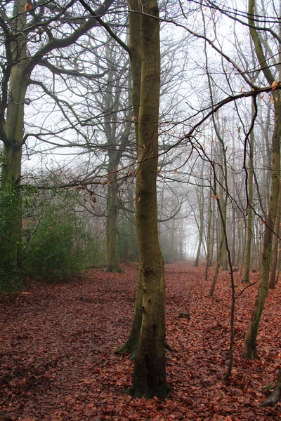 Sisli puslu sabah üzerinde İngilizce woodland — Stok fotoğraf