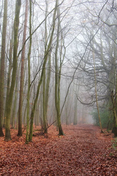 Bosque inglés en una nebulosa mañana brumosa — Foto de Stock