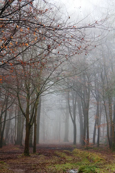 Sisli puslu sabah üzerinde İngilizce woodland — Stok fotoğraf