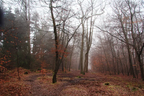 Bosque inglés en una nebulosa mañana brumosa — Foto de Stock