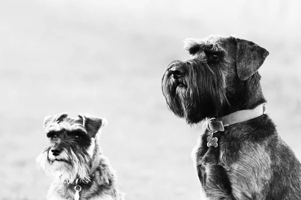 Kırsal kesimde schnauzer köpek kadar kapatın — Stok fotoğraf