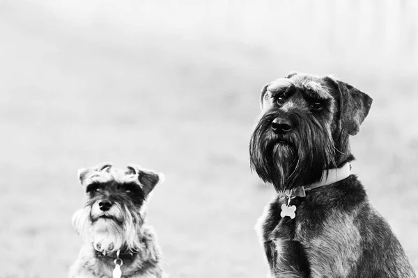 Kırsal kesimde schnauzer köpek kadar kapatın — Stok fotoğraf