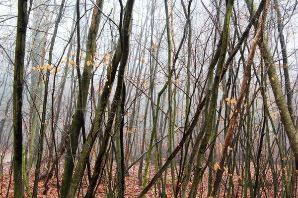 Sisli puslu sabah üzerinde İngilizce woodland