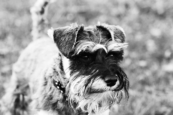 Detailní záběr pes knírač na venkově — Stock fotografie