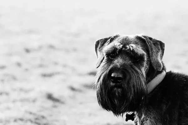 Close up schnauzer cão no campo — Fotografia de Stock