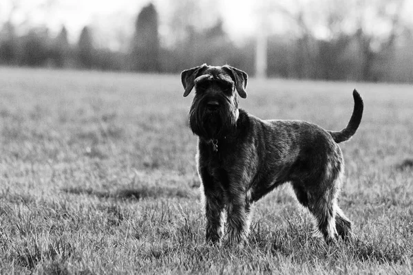 Close-up van de schnauzer hond op het platteland — Stockfoto