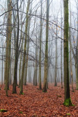 Sisli puslu sabah üzerinde İngilizce woodland