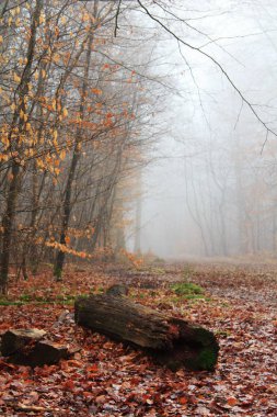 Woodland sisli sabahı yosun kaplı günlükleri