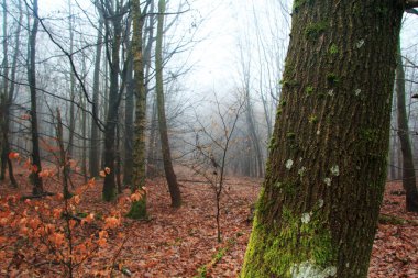 Sisli puslu sabah üzerinde İngilizce woodland