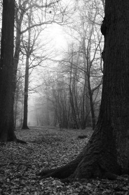 Sisli puslu sabah üzerinde İngilizce woodland