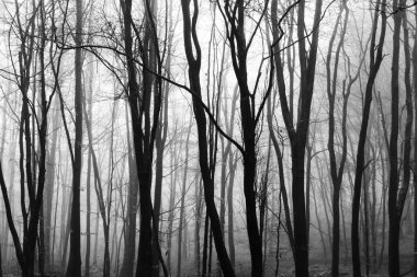 Sisli puslu sabah üzerinde İngilizce woodland