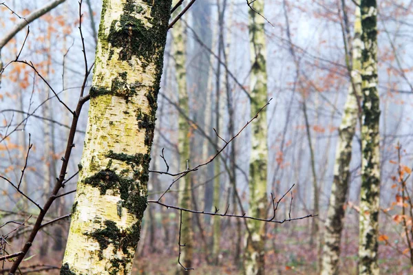 English woodland on a foggy misty morning — Stock Photo, Image