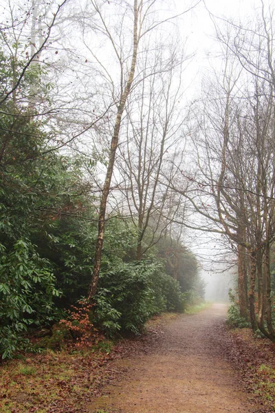 Floresta inglesa em uma manhã enevoada nebulosa — Fotografia de Stock