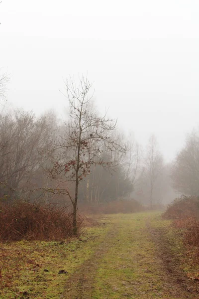 Floresta inglesa em uma manhã enevoada nebulosa — Fotografia de Stock