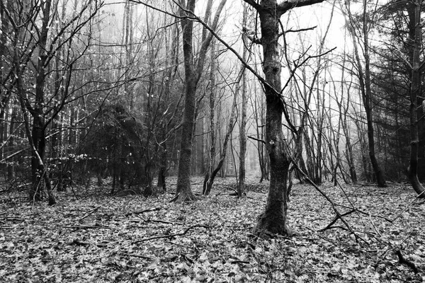 Bosque inglés en una nebulosa mañana brumosa — Foto de Stock