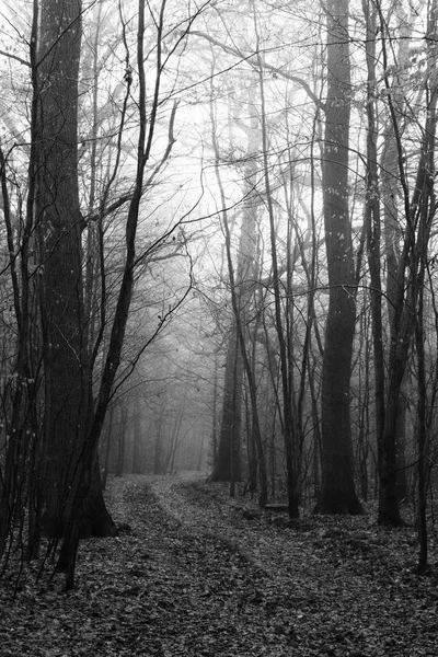 Angielski lasów w mglisty poranek mglisty — Zdjęcie stockowe