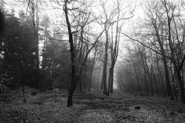 Sisli puslu sabah üzerinde İngilizce woodland — Stok fotoğraf