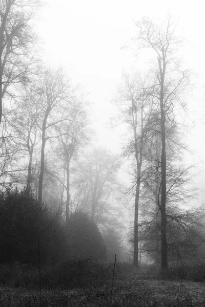 Bosque inglés en una nebulosa mañana brumosa — Foto de Stock